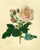 Frankfort Rose Poster Print - Mary Lawrence