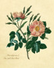 Sweet Briar Rose Poster Print - Mary Lawrence