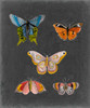 Butterflies on Slate II Poster Print - Naomi McCavitt