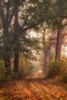 Autumns Walk I Poster Print - Danny Head