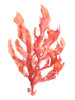 Coral Kelp I Poster Print - Jennifer Goldberger