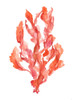 Coral Kelp II Poster Print - Jennifer Goldberger