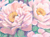 Peonies in Bloom II Poster Print - Tim OToole