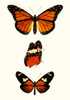 Entomology Series II Poster Print - Blanchard