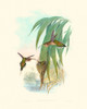 Hummingbird Delight III Poster Print - John Gould
