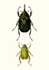 Entomology Series IV Poster Print - Blanchard