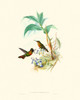 Hummingbird Delight X Poster Print - John Gould