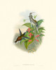 Hummingbird Delight IV Poster Print - John Gould