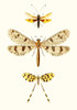 Entomology Series I Poster Print - Blanchard