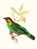 On Perch VI Poster Print - Unknown