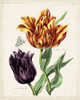 Tulip Classics III Poster Print - Unknown