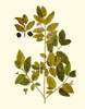 Olive Greenery VII Poster Print - Unknown