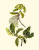 Olive Greenery III Poster Print - Unknown