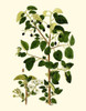 Olive Greenery V Poster Print - Unknown