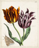 Tulip Classics I Poster Print - Unknown