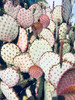 Pink Yellow Cactus IV Poster Print - Irena Orlov