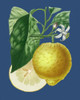 French Lemon on Navy I Poster Print - A. Risso
