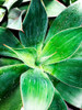 Green Tropical Succulent IV Poster Print - Irena Orlov