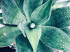 Green Tropical Succulent VIII Poster Print - Irena Orlov