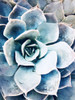 Pastel Succulent Beauty III Poster Print - Irena Orlov