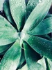 Green Tropical Succulent III Poster Print - Irena Orlov