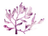 Royal Kelp I Poster Print - June Erica Vess