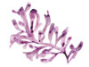 Royal Kelp II Poster Print - June Erica Vess
