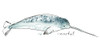 Cetacea Narwhal Poster Print - June Erica Vess