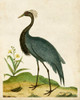 Heron Portrait II Poster Print - Unknown