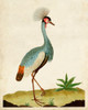 Heron Portrait I Poster Print - Unknown