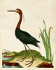 Heron Portrait VI Poster Print - Unknown