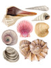 Sea Souvenirs I Poster Print - Grace Popp