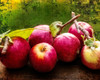The Harvest I Poster Print - Rachel Perry