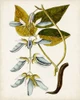 Antique Botanical Study V Poster Print - Unknown