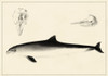 Antique Dolphin Study II Poster Print - Unknown