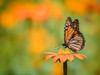 Butterfly Portrait IX Poster Print - PHBurchett