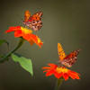 Butterfly Portrait VI Poster Print - PHBurchett