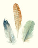 Watercolor Feathers IV Poster Print - Megan Meagher