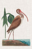 Catesby Heron V Poster Print - Mark Catesby
