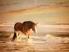 Sunkissed Horses V Poster Print - PHBurchett