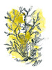 Citron Sea Kelp II Poster Print - June Erica Vess