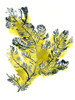 Citron Sea Kelp IV Poster Print - June Erica Vess