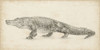 Alligator Sketch Poster Print - Ethan Harper