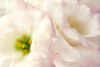 Pink Blossoms I Poster Print - Christine Zalewski