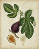 Non-Embellished Antique Fig Tree Poster Print - Weddell