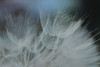Macro Dandilion VII Poster Print - Renee W. Stramel