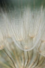 Macro Dandilion III Poster Print - Renee W. Stramel
