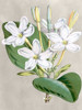Alabaster Blooms II Poster Print - Curtis