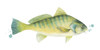 Chromatic Catch I Poster Print - Grace Popp