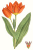 Curtis Tulips IX Poster Print - Curtis